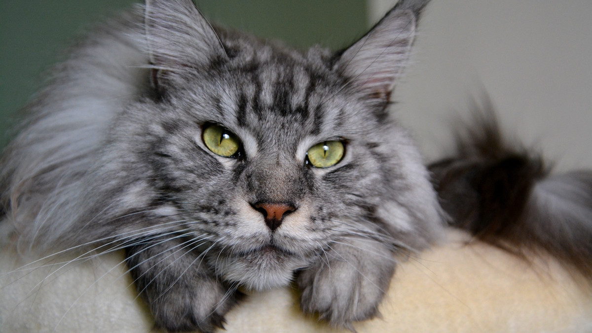 baby-uses-maine-coon-step-
