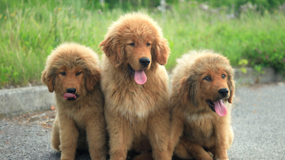 Resting Tibetan Mastiff photo and wallpaper. Beautiful Resting Tibetan  Mastiff pictures, image size:1200x675