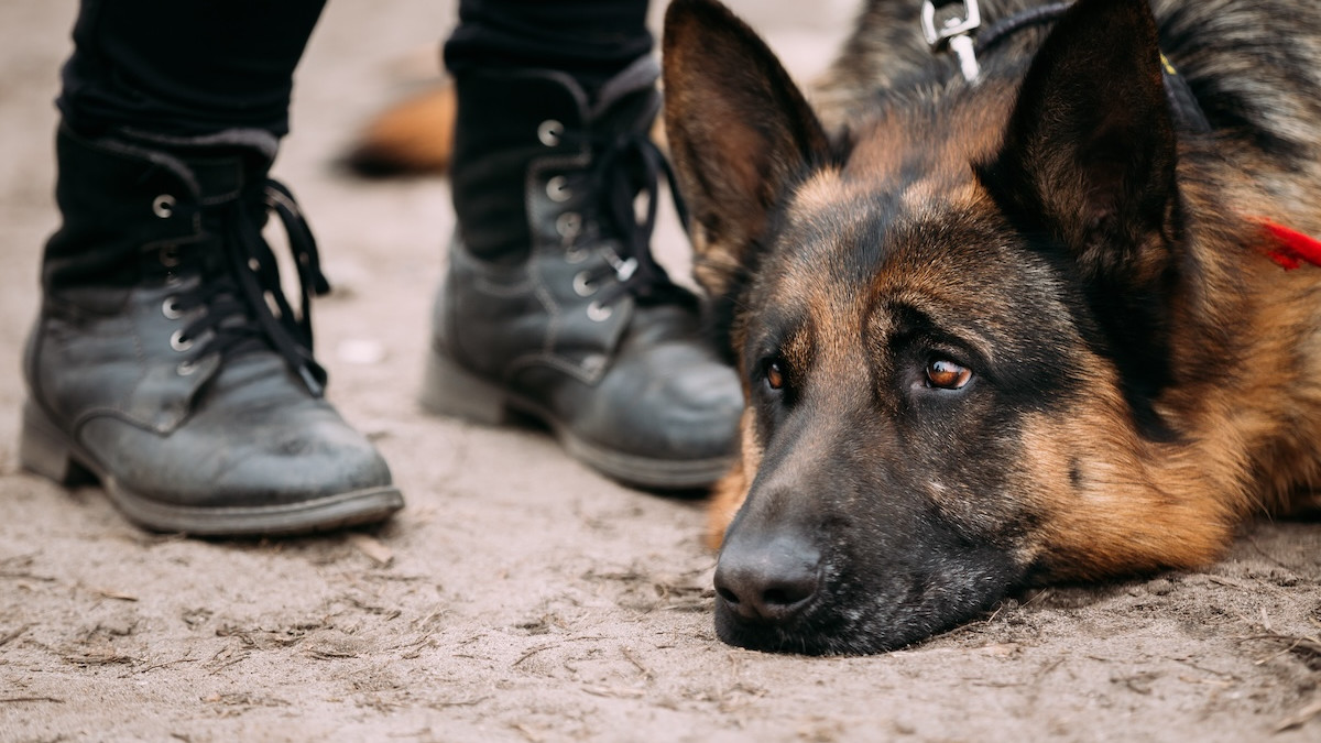 Shelter German Shepherd Intently 'Watches' Family on a Walk and Our Hearts  Can't Take It - Parade Pets