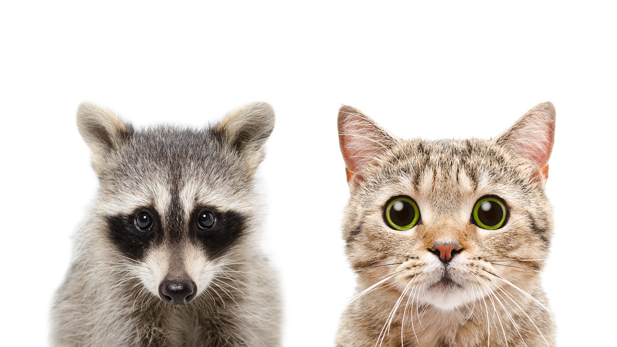 Do Cats Eat Raccoons: Surprising Facts You Must Know