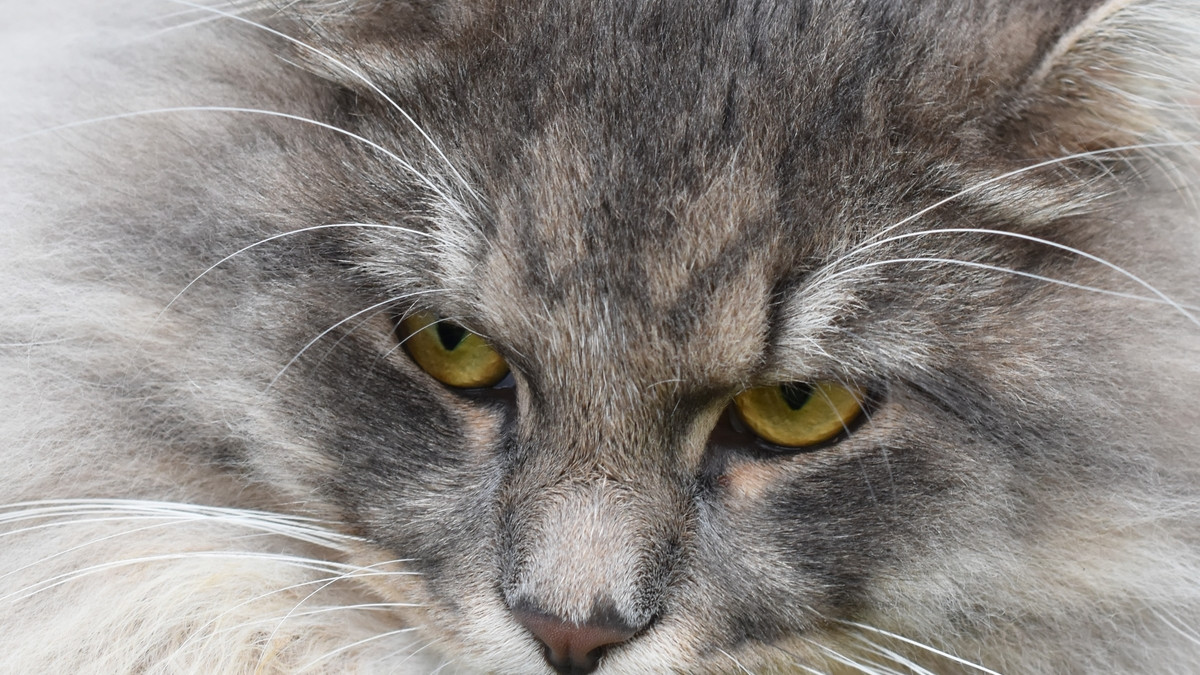 Do Cats Get Embarrassed? Surprising Facts You Need to Know