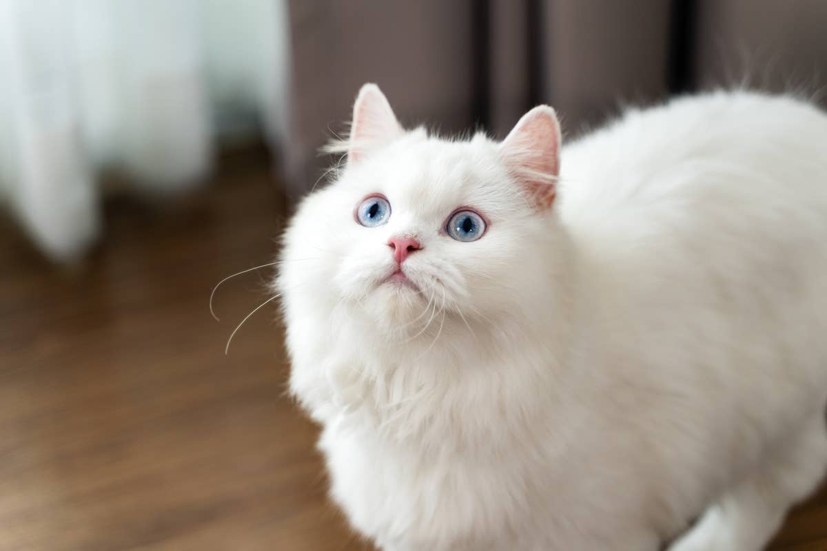 Berlioz The Aristocats Breed