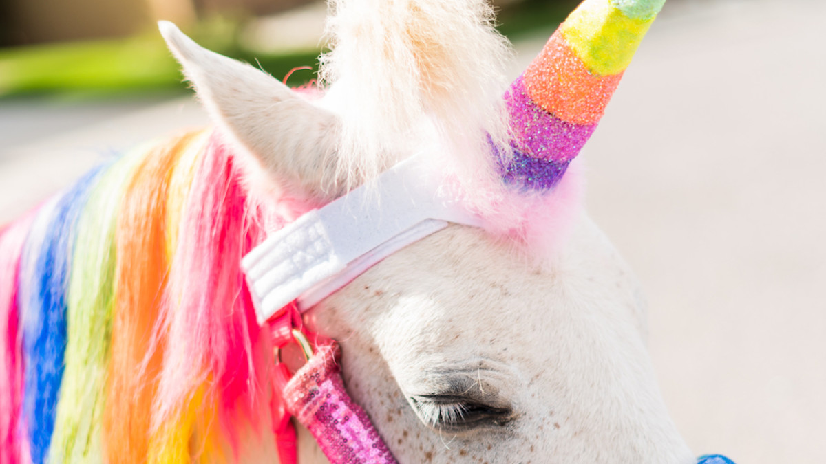 Woman Says She Owns a 'Tiny Unicorn' and the Evidence Is Pretty Magical -  Parade Pets, image size:1200x675