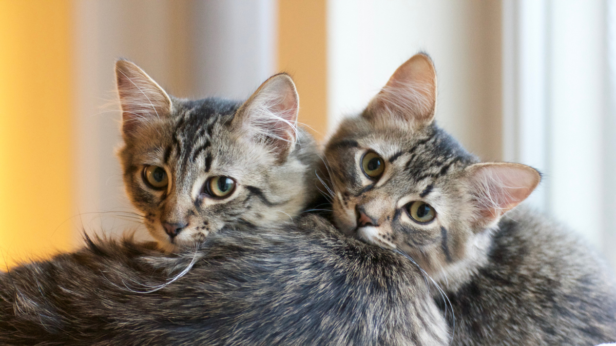 cat-clones-do-everything-