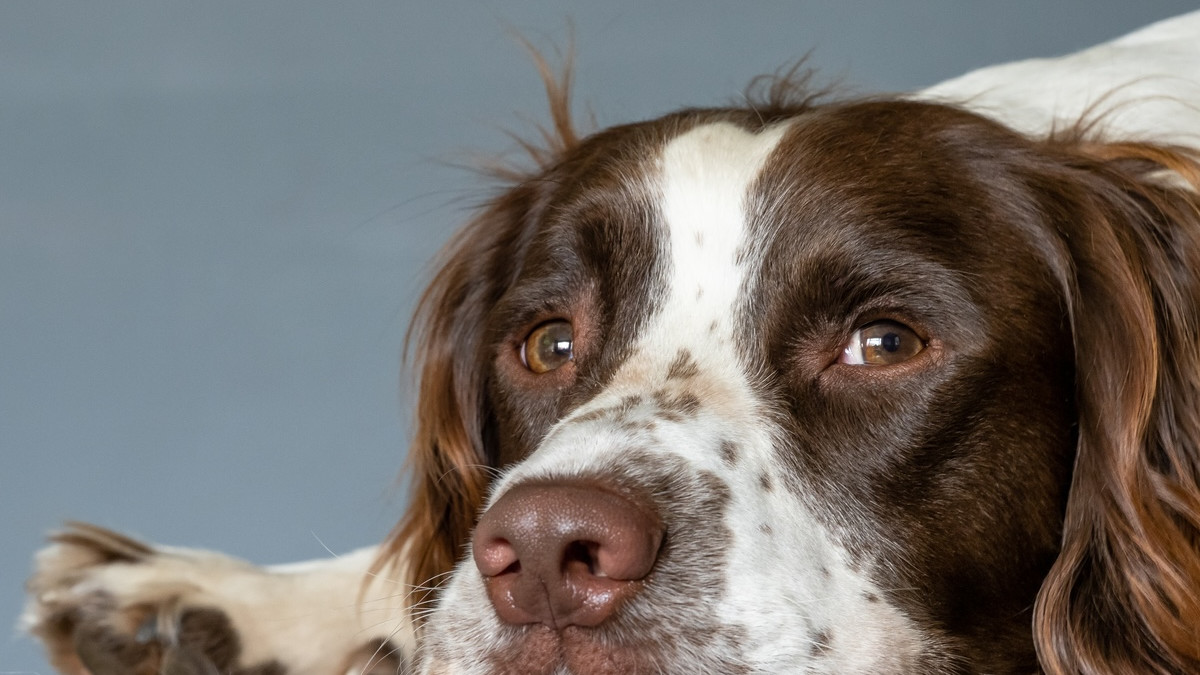 レノックス(スパニエル犬) Jewelled Springer Spaniels レノックス(スパニエル犬) Jewelled Springer Spaniels