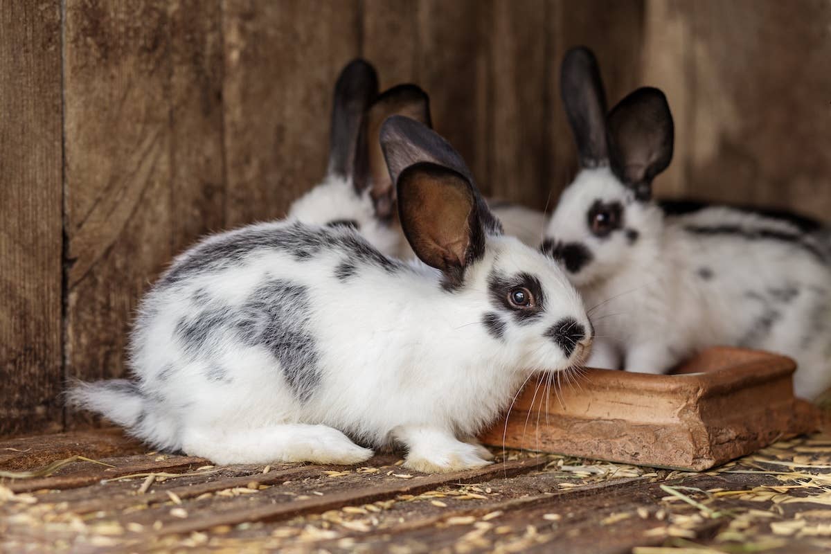 Mini Rabbits As Pets