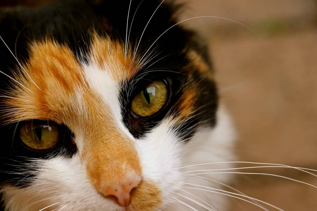 Fluffy Calico Cats The Genetics Of Calico Cats QPS Clinical Research