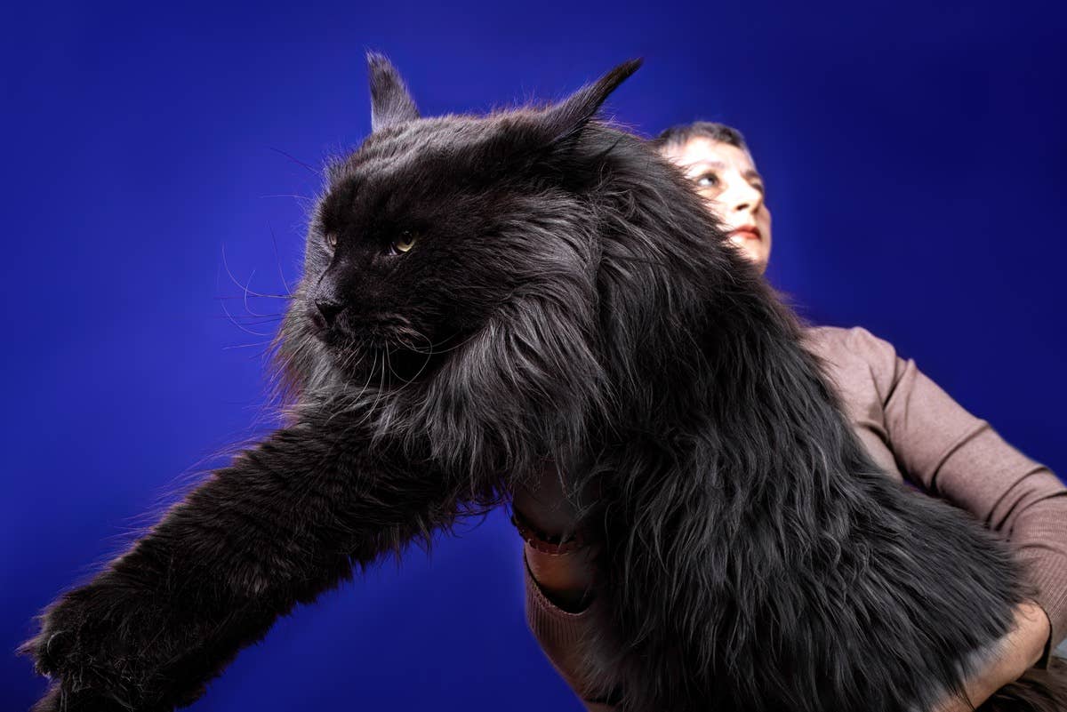 Black Maine Coon Size Is A Male Or A Female Maine Coon Better?