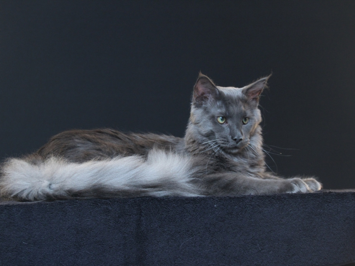 その他 Psychedelic Maine Coon Cat DAC Psychedelic Maine Coon Cat