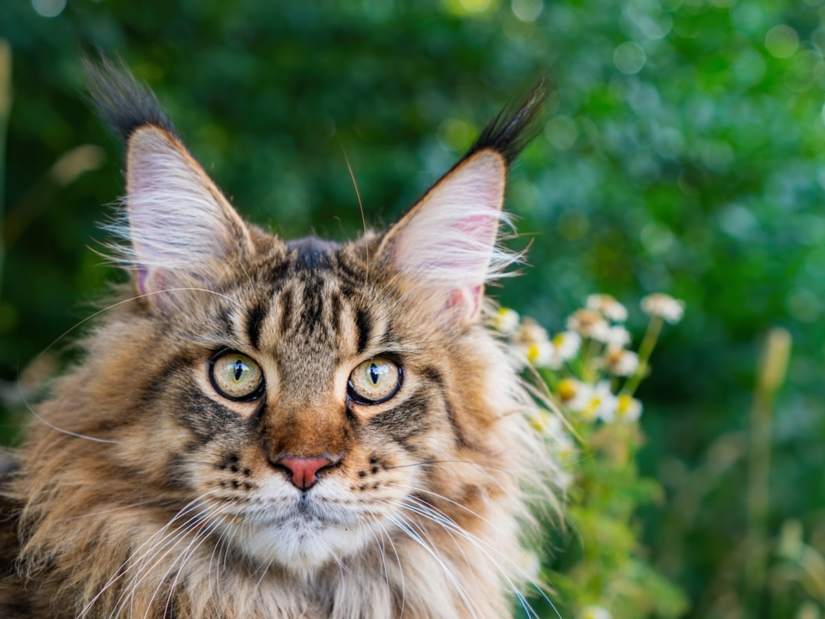 Maine Coon Cat's Magical Mountain Trot Is So Gorgeous It Could Be