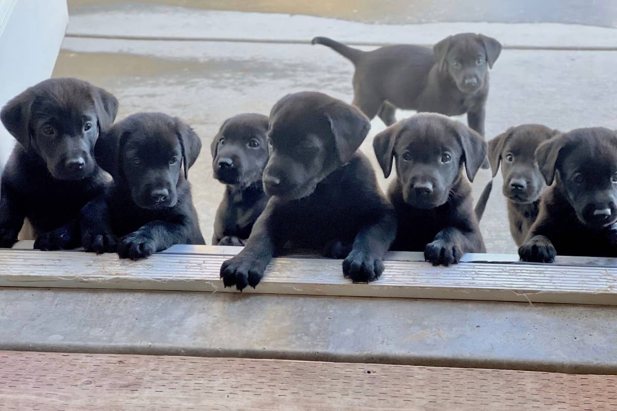 Black Lab Puppies Kennel Club