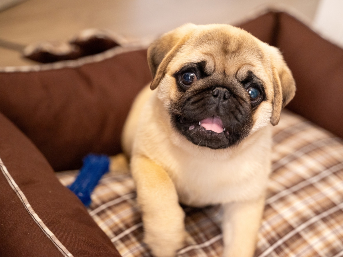 Pug Puppy Sees Himself in the Phone and His Reaction Is Priceless - Parade  Pets, image size:1200x900