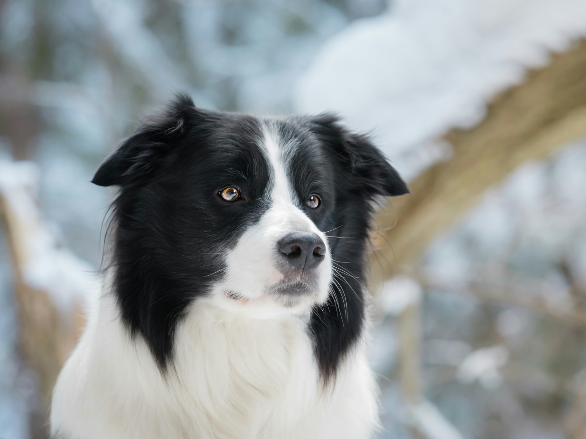 Sweet Border Collie Rescues Baby Sparrow and Now They're Besties - Parade  Pets, image size:1200x900