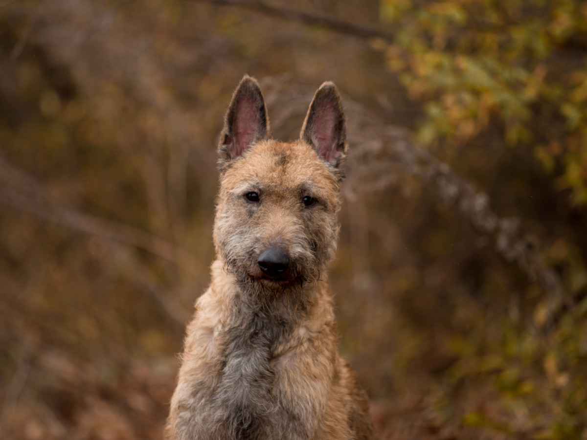 Rare Belgian Dog's Theatrical Plea for Game of Fetch Sounds Like a Cartoon  Character - Parade Pets, image size:1200x900