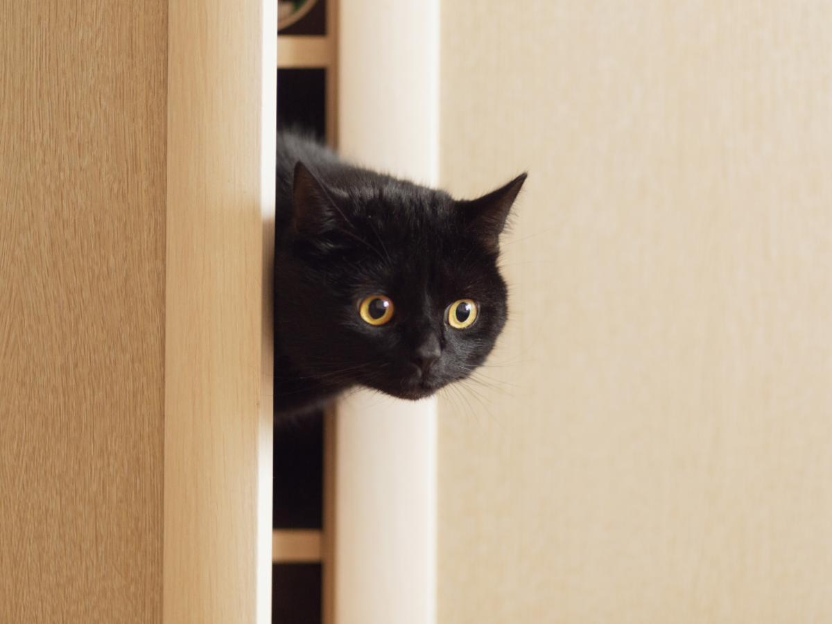 Black Cat's Jump Fail Is the Most Lovable Flop You'll Ever See