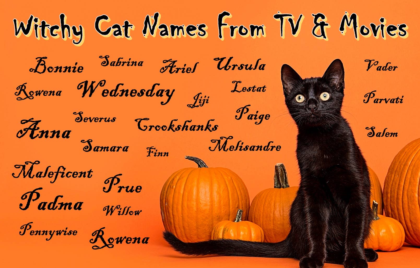 names-of-black-cats-in-movies-60-photos-moonagedaydream-film
