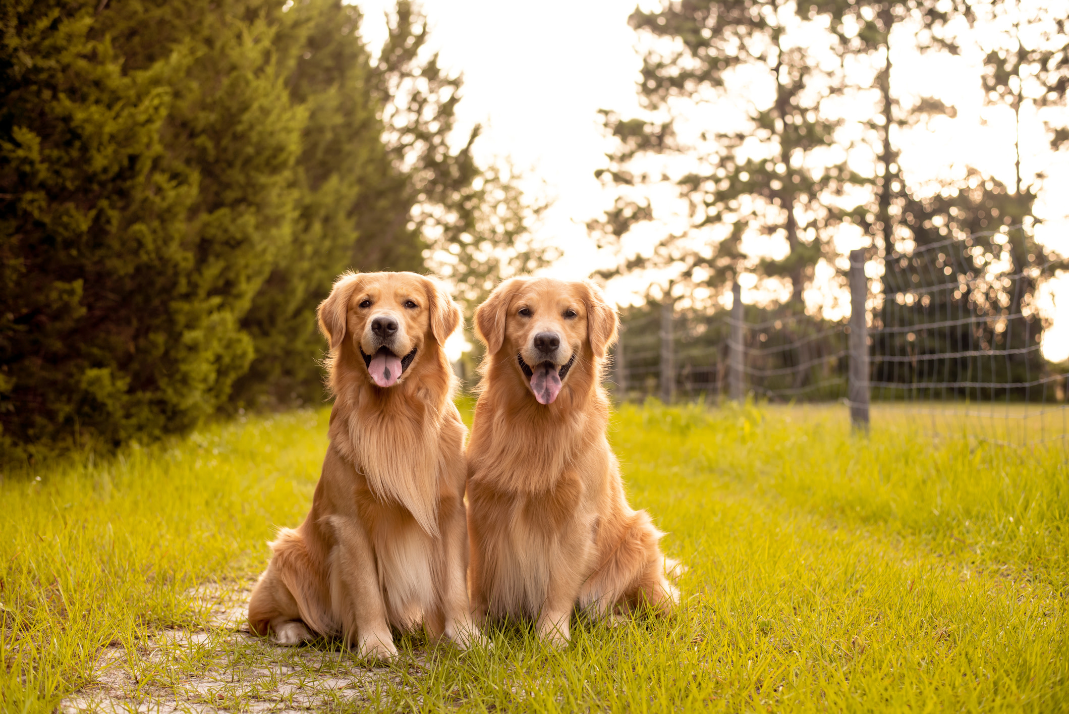 7 Friendliest Dog Breeds, According to Pet Experts - Parade Pets, image size:2119x1415