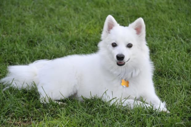 do american eskimo like to cuddle