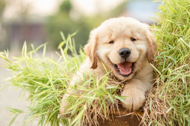 National Puppy Day: The Top 10 Puppy Names of 2021 and States With ...