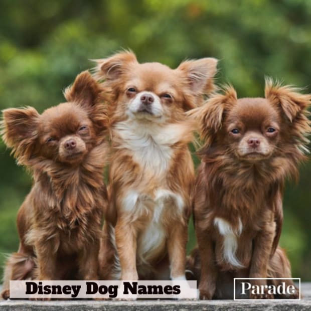 disney dogs names