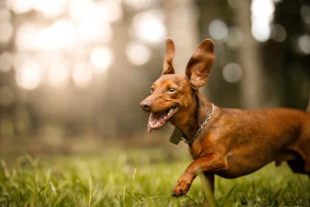 150 Funny Dog Names Guaranteed to Get a Laugh - Parade Pets