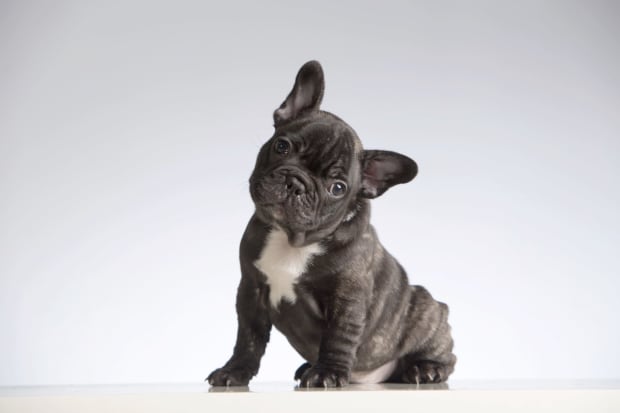 9 Miniature Dog Breeds That Have a Big Appetite for Cuddles