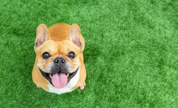 9 Miniature Dog Breeds That Have a Big Appetite for Cuddles