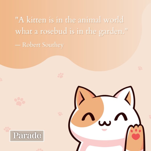 cute animal pictures with quotes