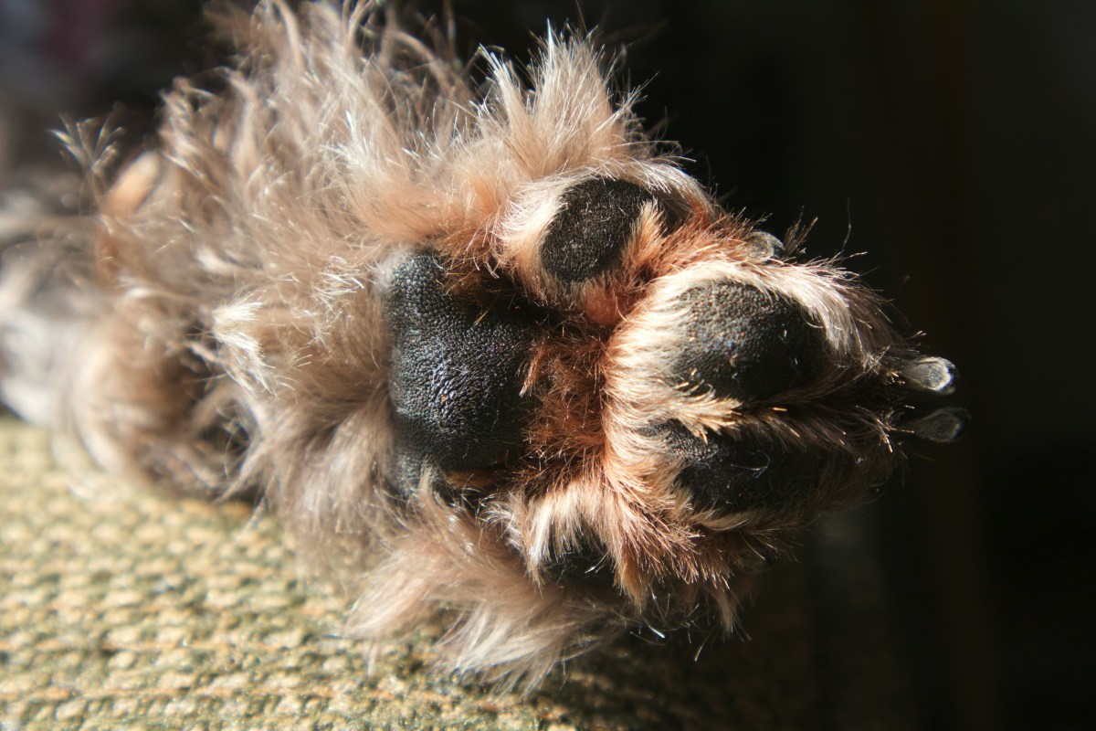 Detail kudrnaté hnědé tlapky