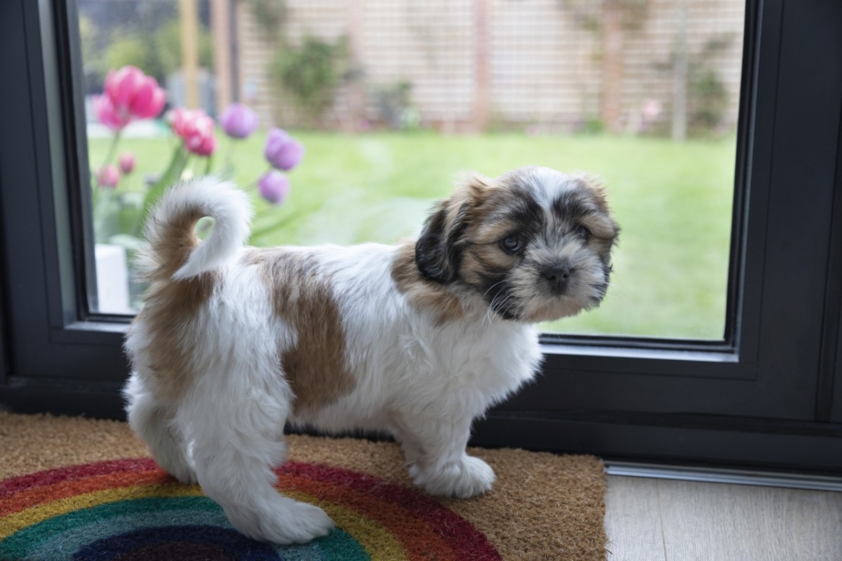 Pes čekající u dveří