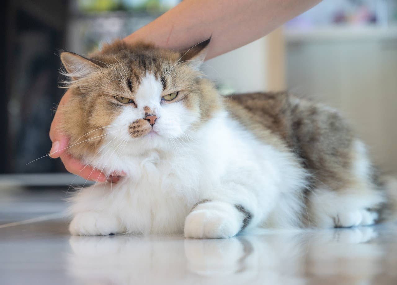 Naštvaná perská kočka nechce být mazlená