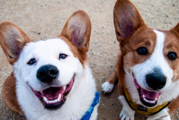 Unique Dog Names 