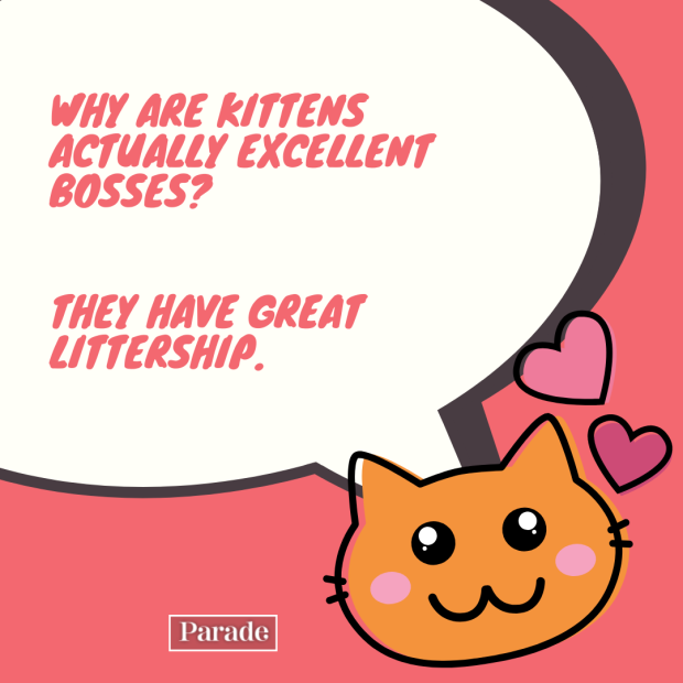 50 Best Cat Jokes Fur You Right Meow! They’re Purrrfectly Funny Fun