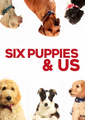 6 puppies store and us netflix