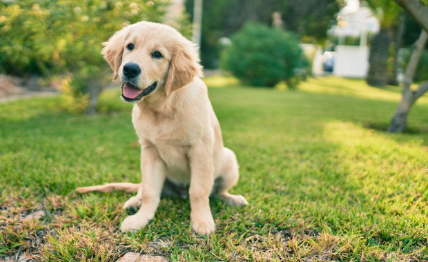 3 month old store golden retriever puppy