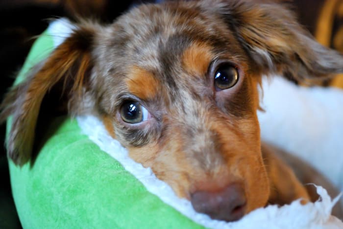 Close up of cutest dog breed, a Chiweenie puppy, cuddled up in green bed