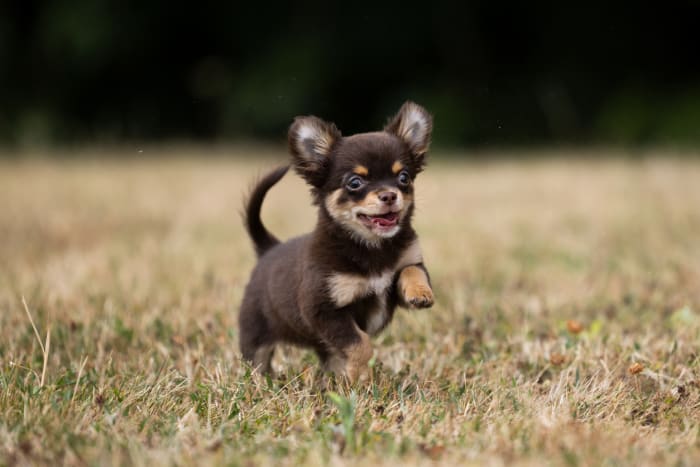 Cutest dog breed, Chihuahua puppy, running in a field