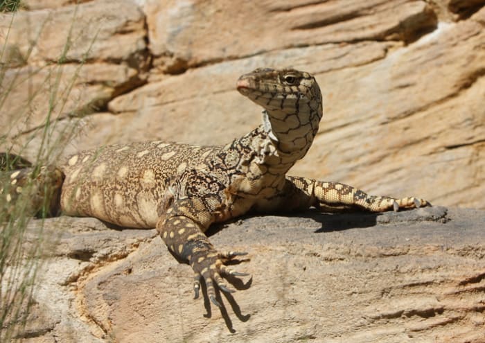 15 Fastest Animals in the World (Land Mammals, Sea, Birds) - Parade Pets