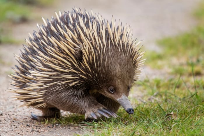 50 Weird Animals from Around the World (Photos) - Parade Pets