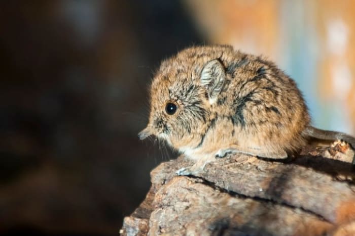 55 Cutest Animals From Around the World - Parade Pets