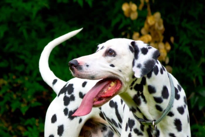 Cute dog breed, a Dalmatian