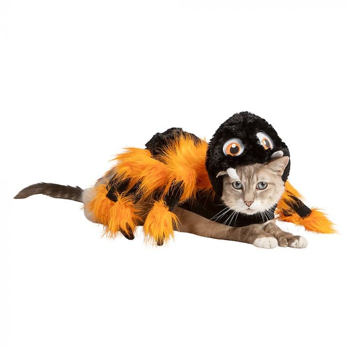 35 Cat Halloween Costumes — Funny Halloween Costumes for Cats Parade Pets