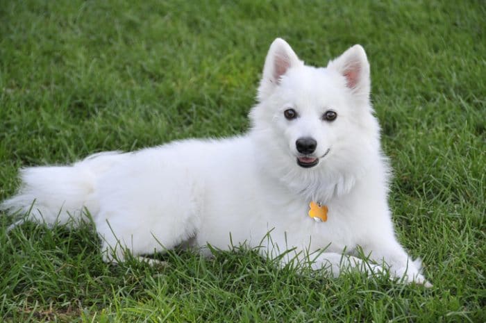 One of the cutest dog breeds, an American Eskimo Dog, in the grass