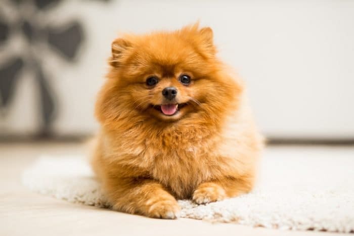 One of the cutest dog breeds, a Pomeranian, laying on carpet