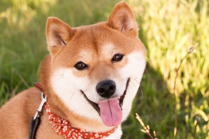 Cute dog breed, Shiba Inu in grass