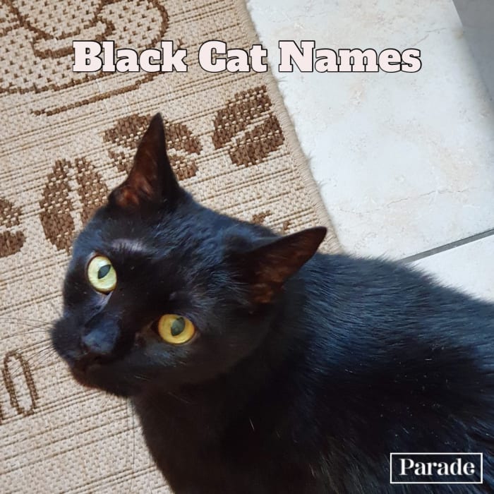 150 Best Black Cat Names, Female and Male Parade Pets