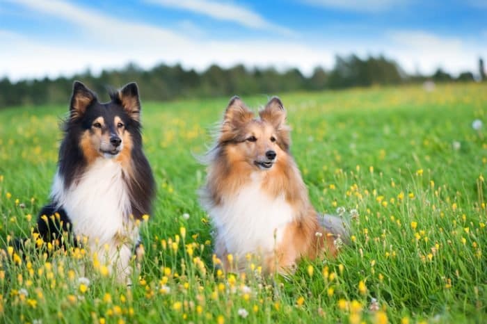 Cutest dog breed, a Shetland sheepdogs, in a field with yellow flowers