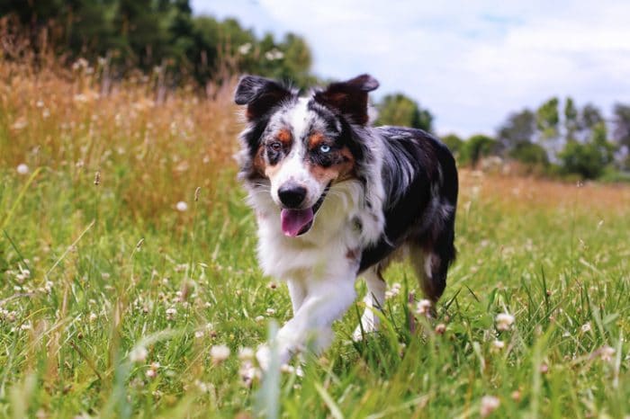 Cute dog breed, Australian Shepherd, running in field