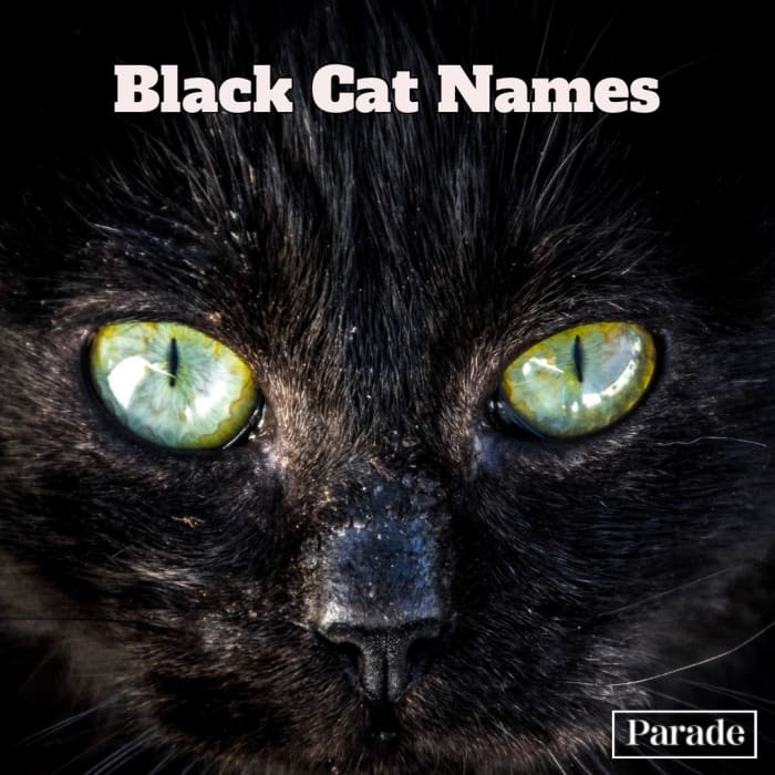 150-best-black-cat-names-female-and-male-parade-pets