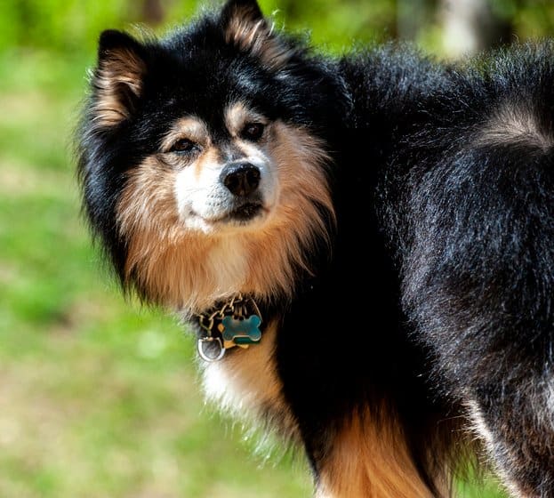 Cute dog breed, a Finnish Lapphund, big and fluffy